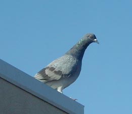 Pigeon Powa